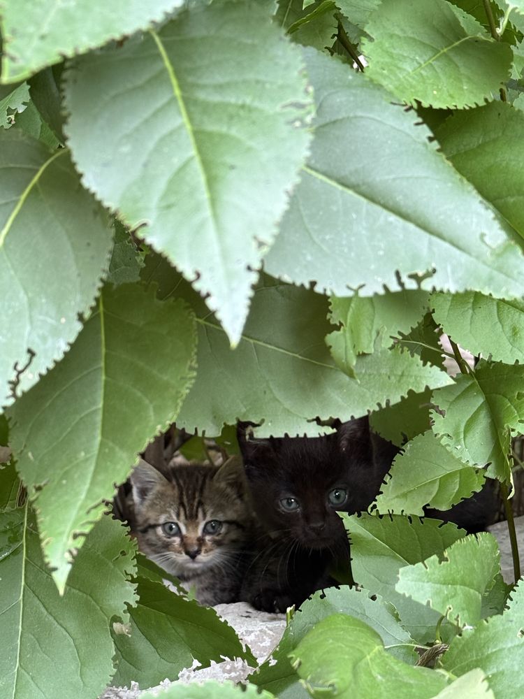 Отдам котят бесплатно в добрые руки