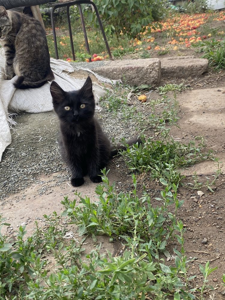 Отдам котят в добрые руки