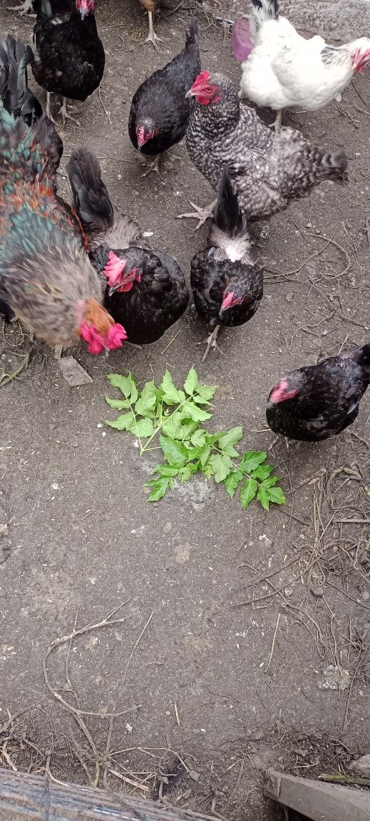 Продам черных курей