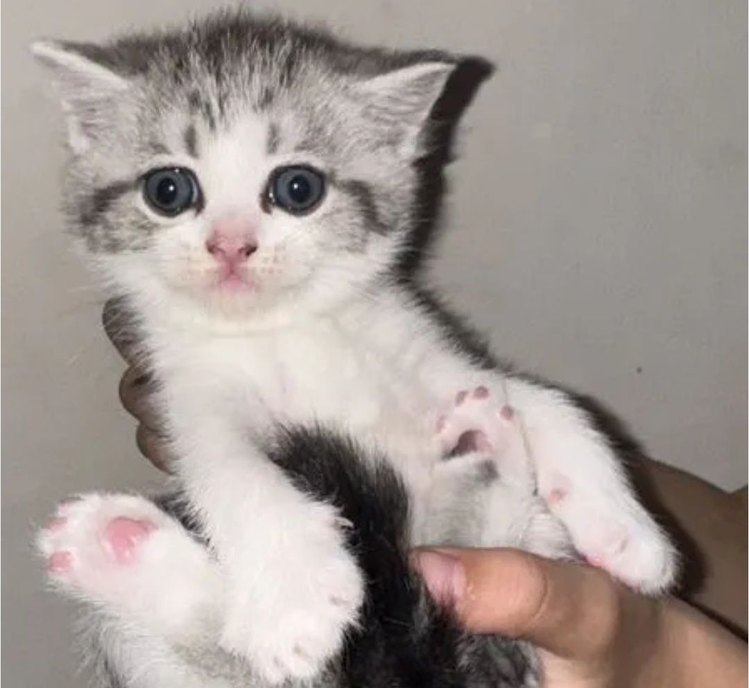 Британские котята мальчики
