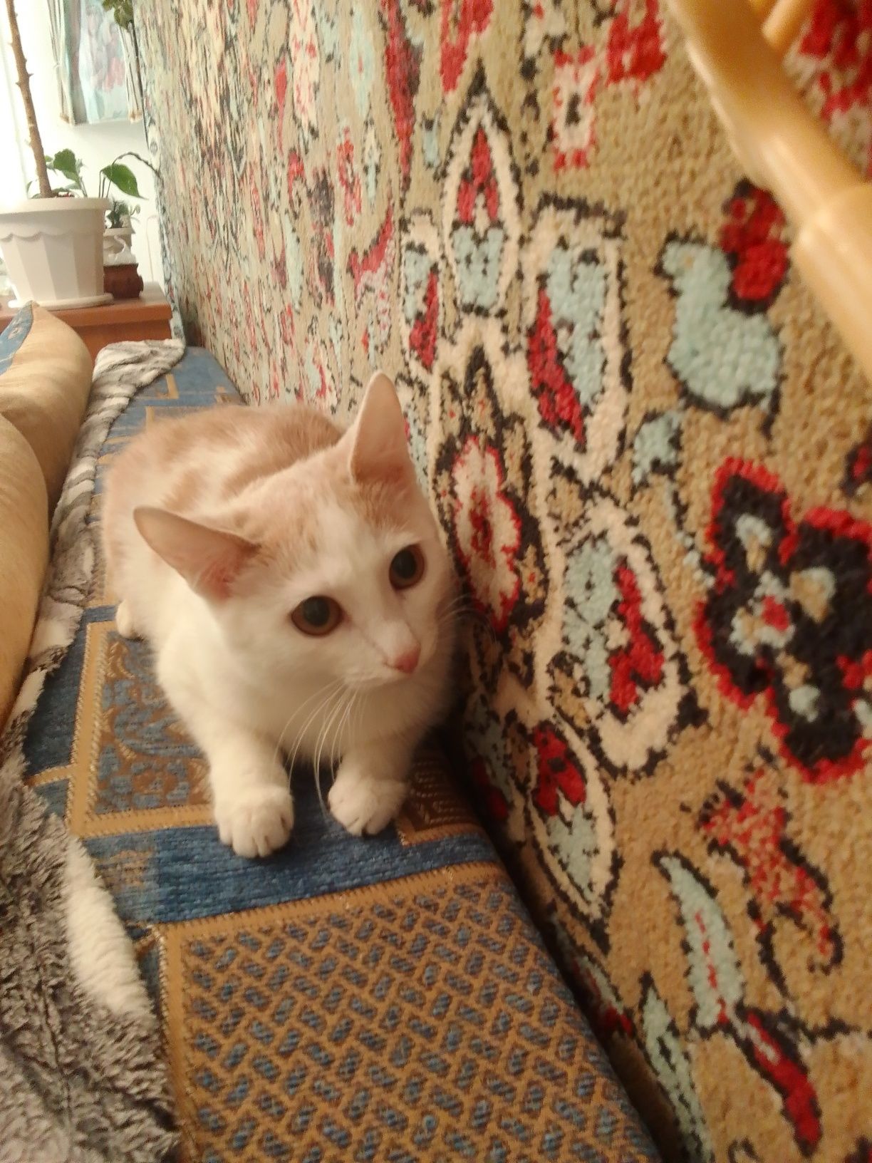 Отдадим  котика- мальчика 1,5 года в хорошие, надёжные р