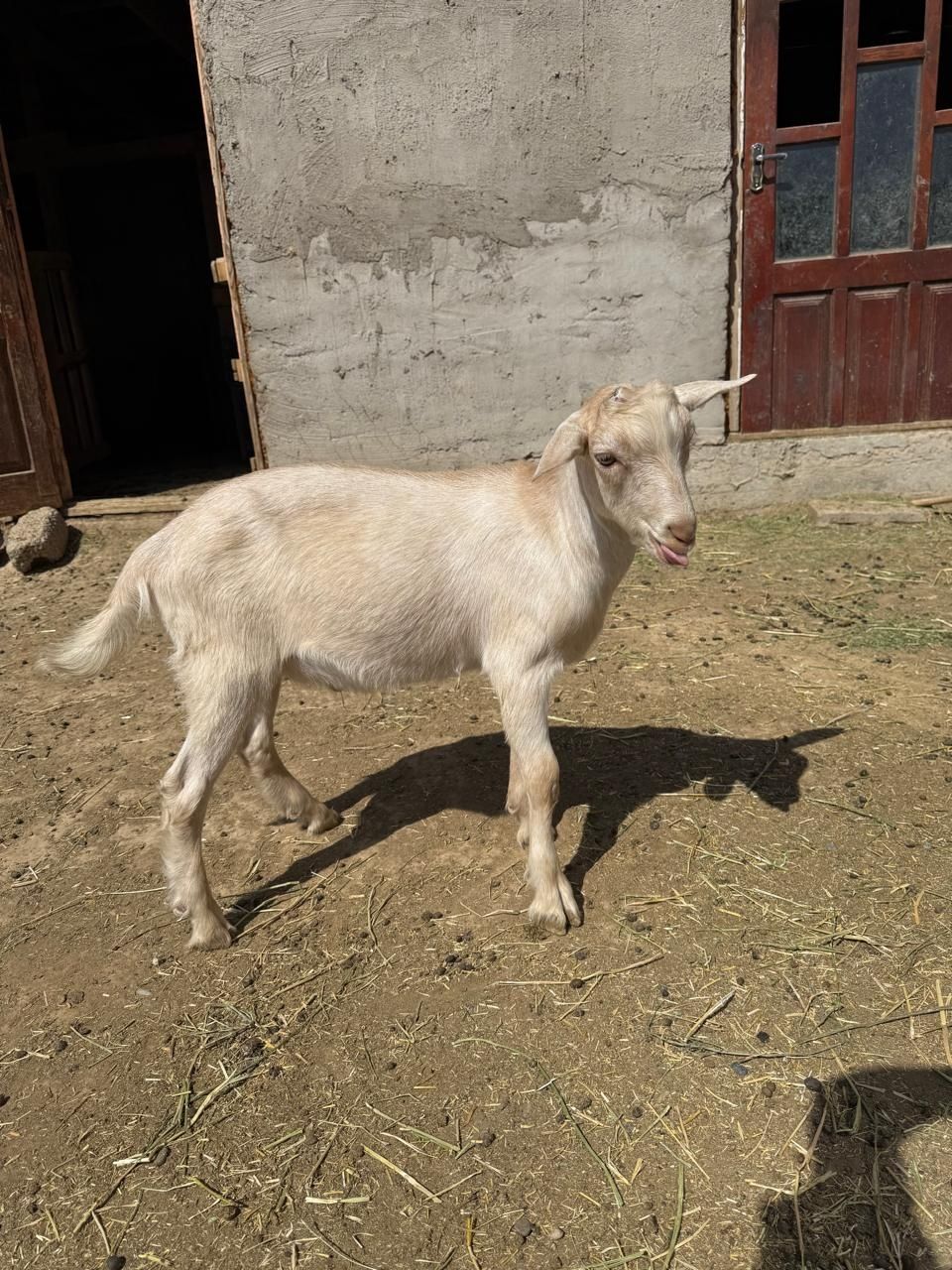 Лактар салыталы 3 айлык