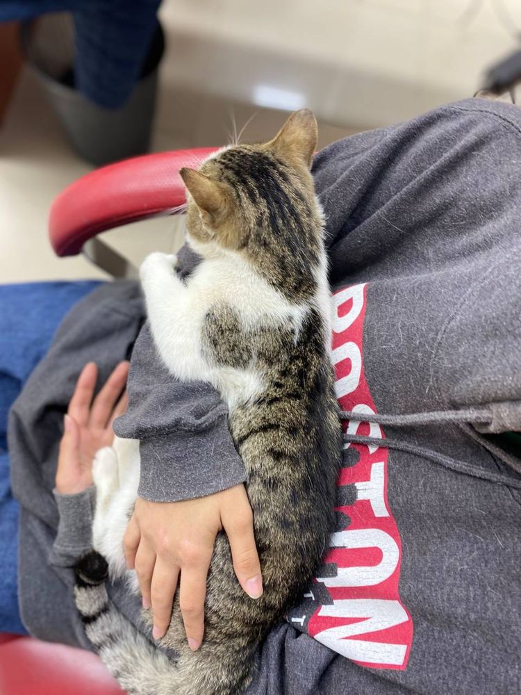 Отдаем кота в добрые руки