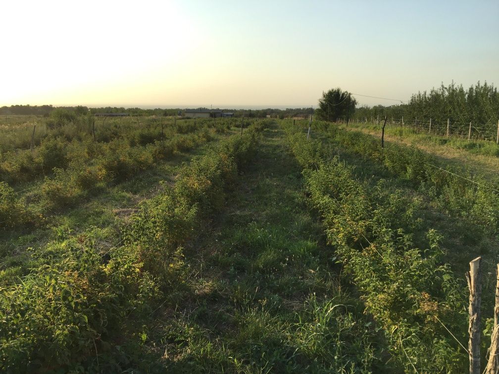 Продам участок 2 га с посадками малины (1га)– готовый бизнес!