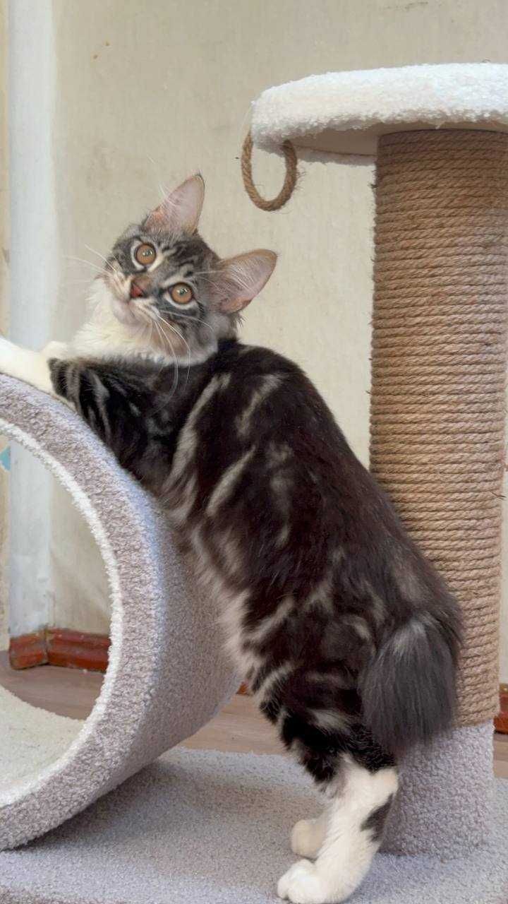 Курильский кот! Котенок! С коротким хвостиком!