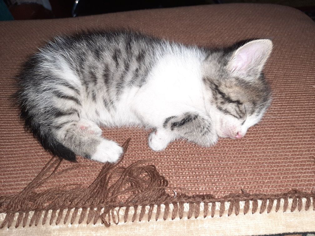 Отдам котят в добрые руки. Бесплатно