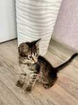 Отдам в добрые руки котёнка