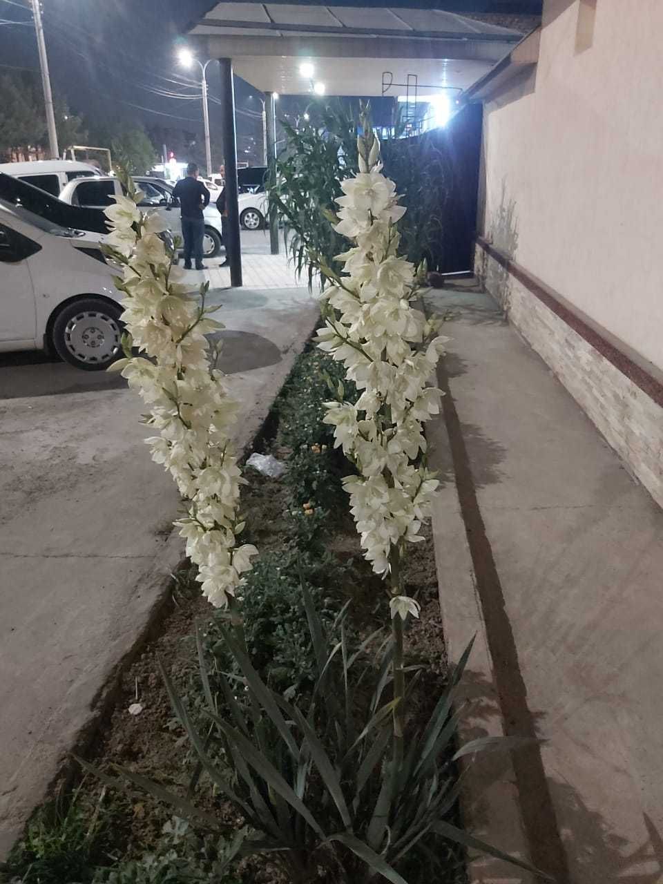 Гостевой дом в кольсае