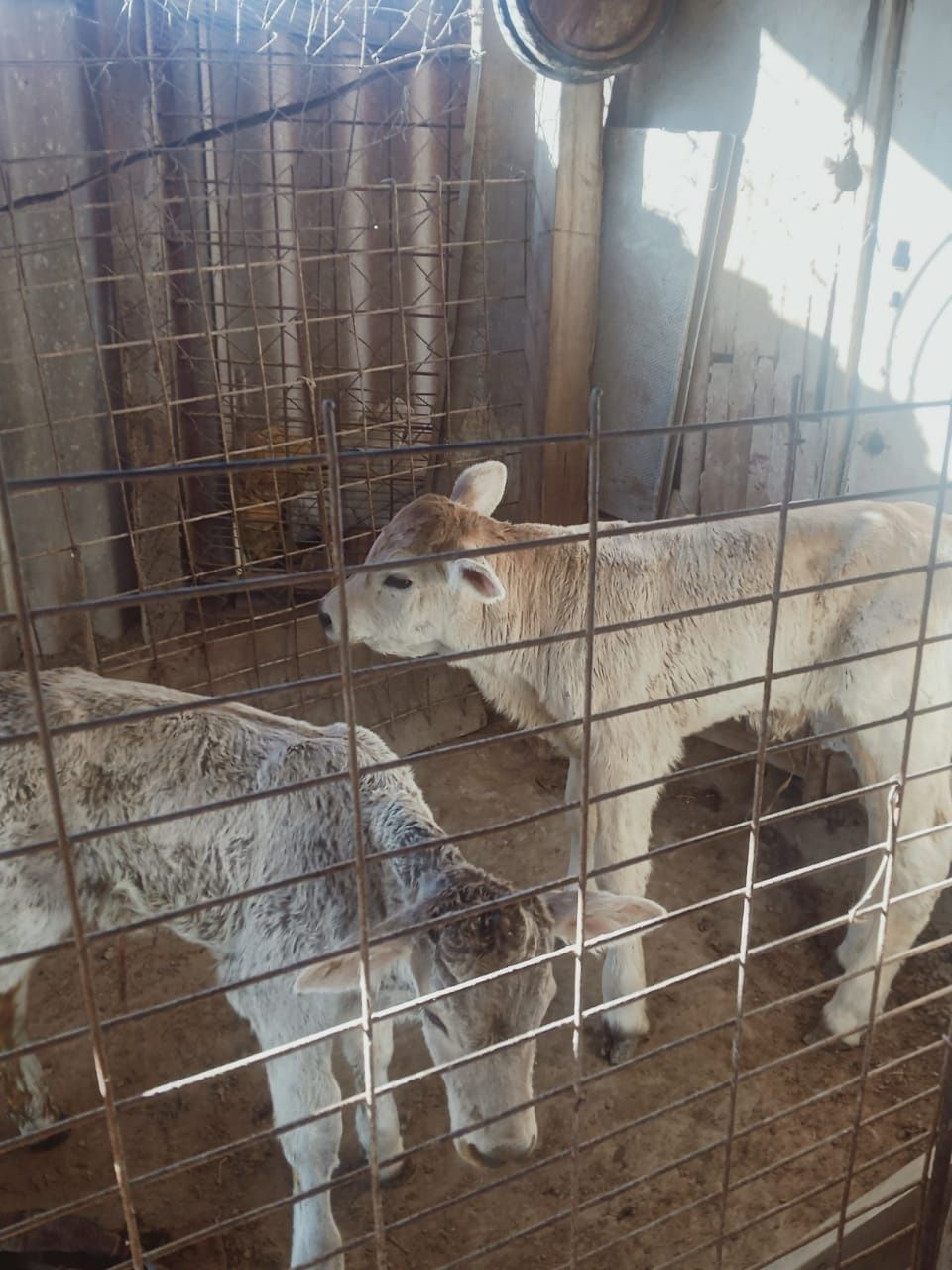 Срочно продам дойных  коров