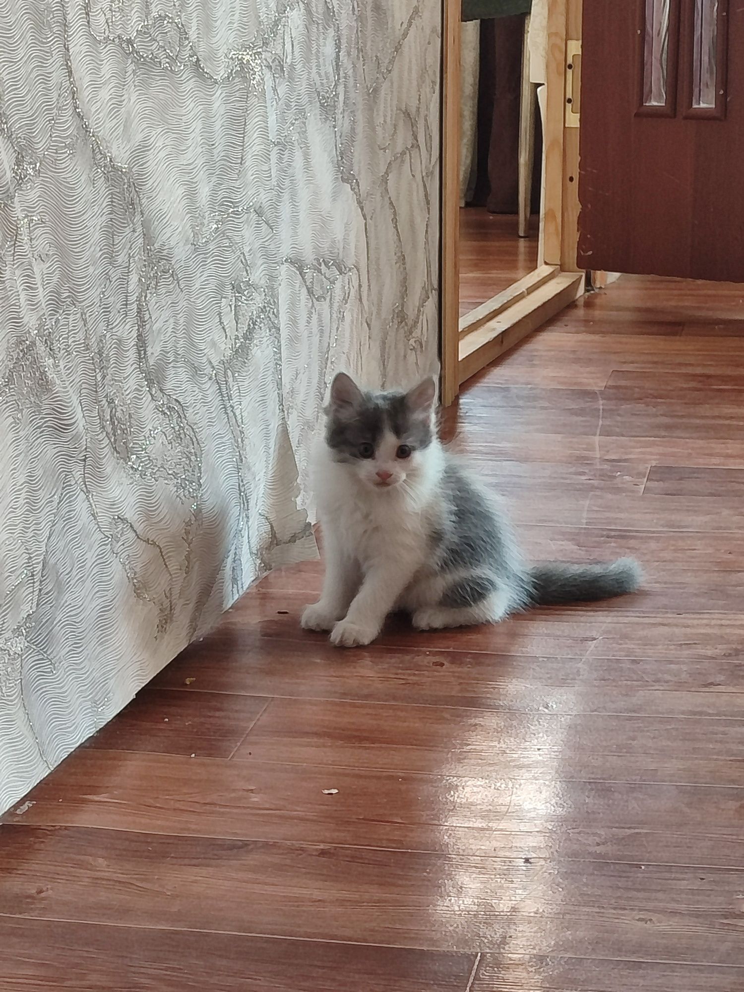 Котята, дворняжки
