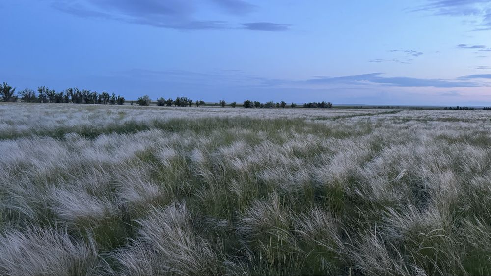 Сдам в аренду сенокос.
