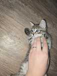 Котёнок родился 25 мая