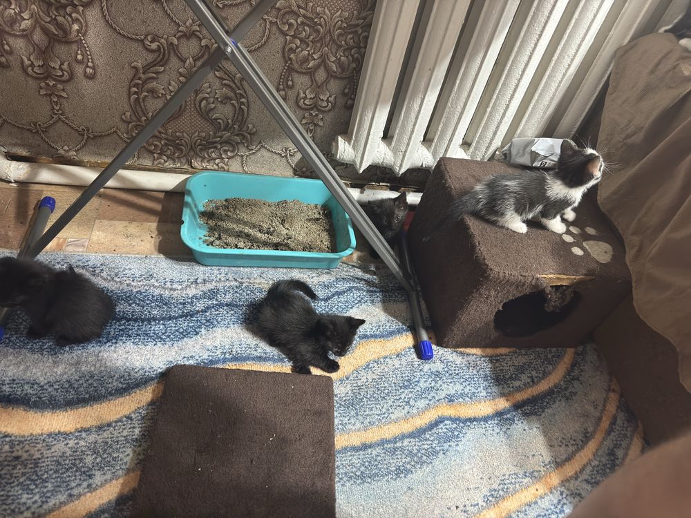 Отдам домашних шустрых котят 1 месяц им