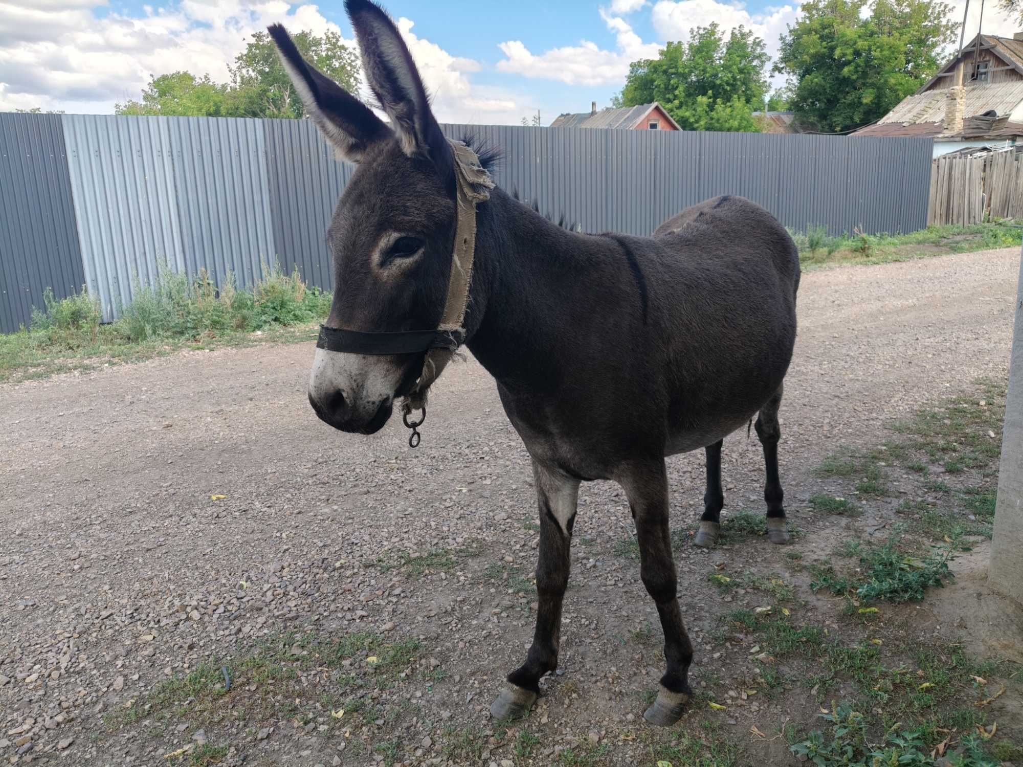 Есек сатылады/ Продается осёл