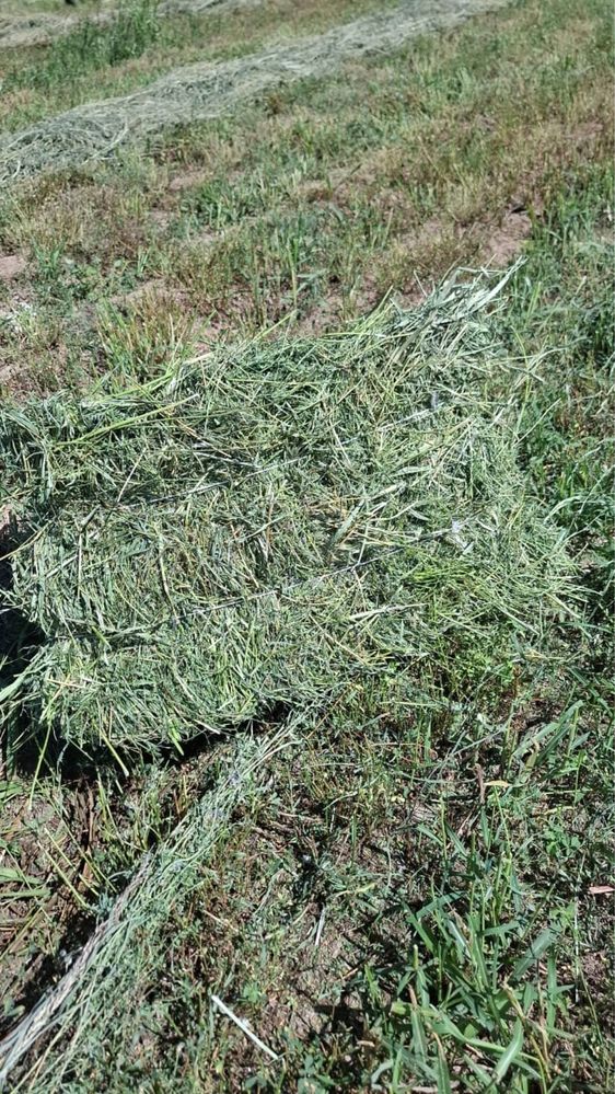 Шөп сатылады таза жоңышқа, алып үлгеріңіздер