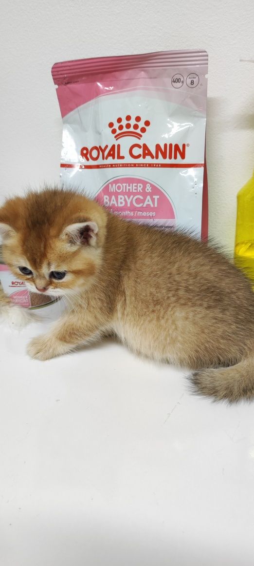 Британские котики