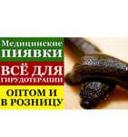 Пиявки Шымкент пиявка Шымкент медицинские пиявки суликтер сүліктер