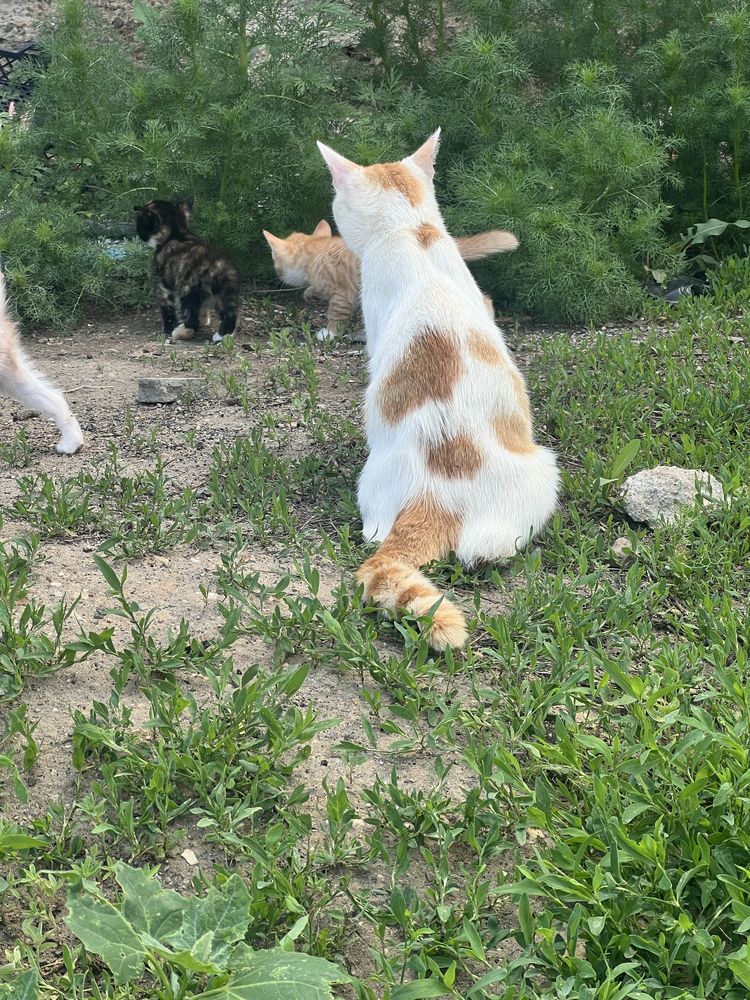 Кошку отдам в добрые руки