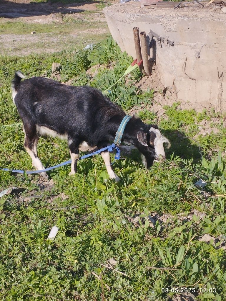 Продам  козу  и козла