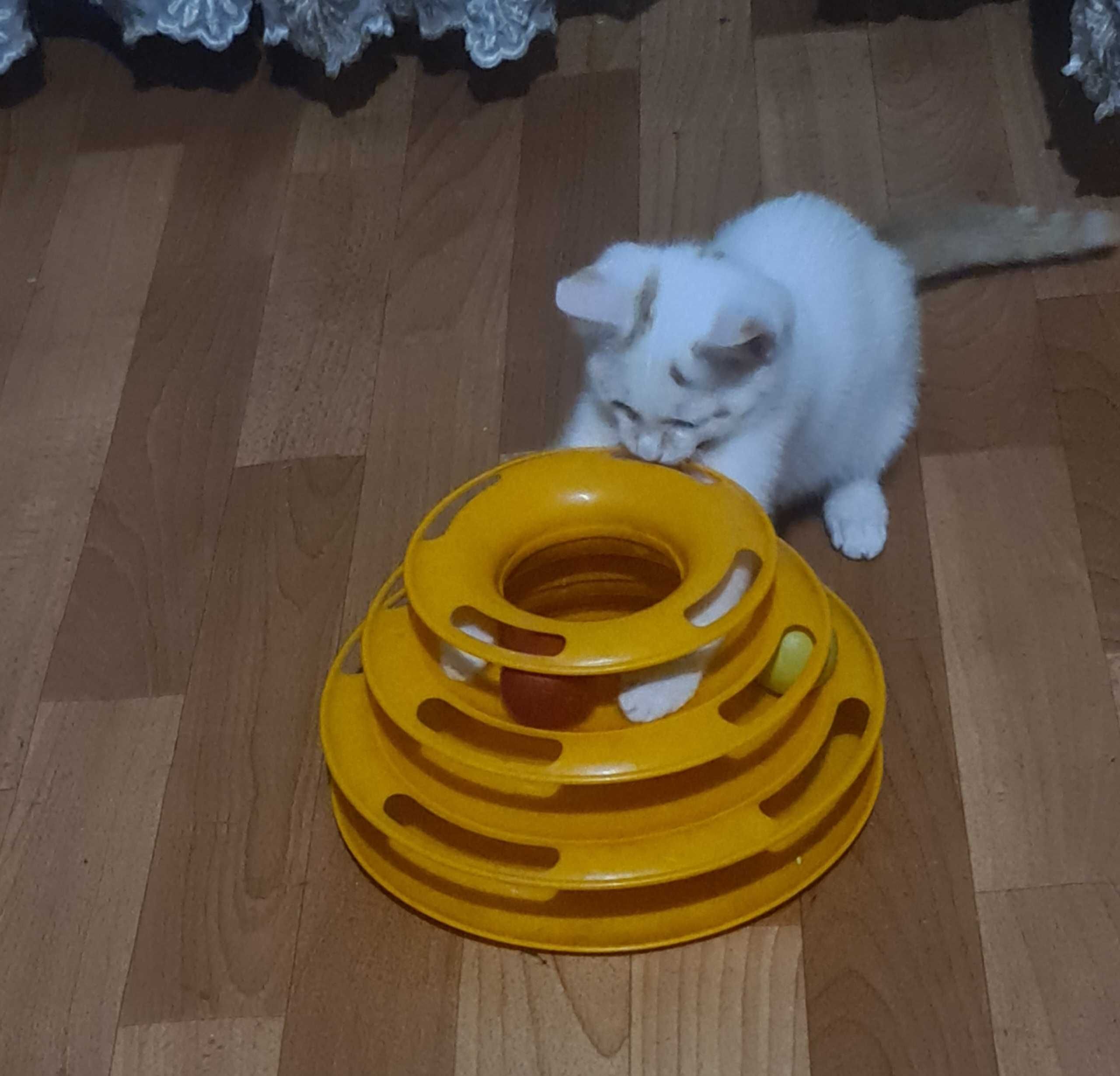 Милый котенок в добрые руки