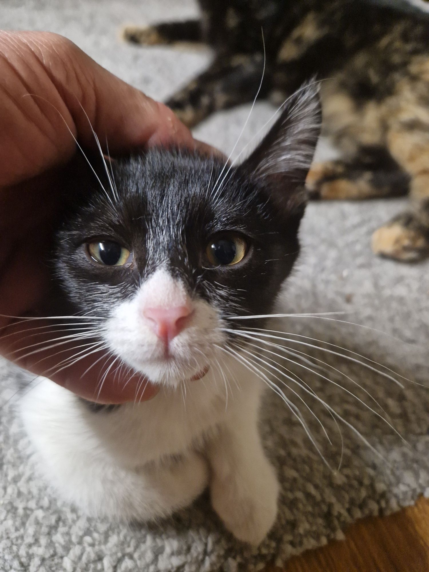Котик 3месяца отдам
