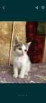 Котёнок ищет семью и дом