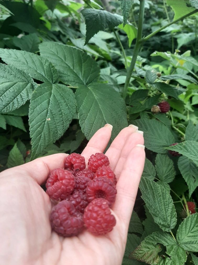 Продам малину домашнюю крупную