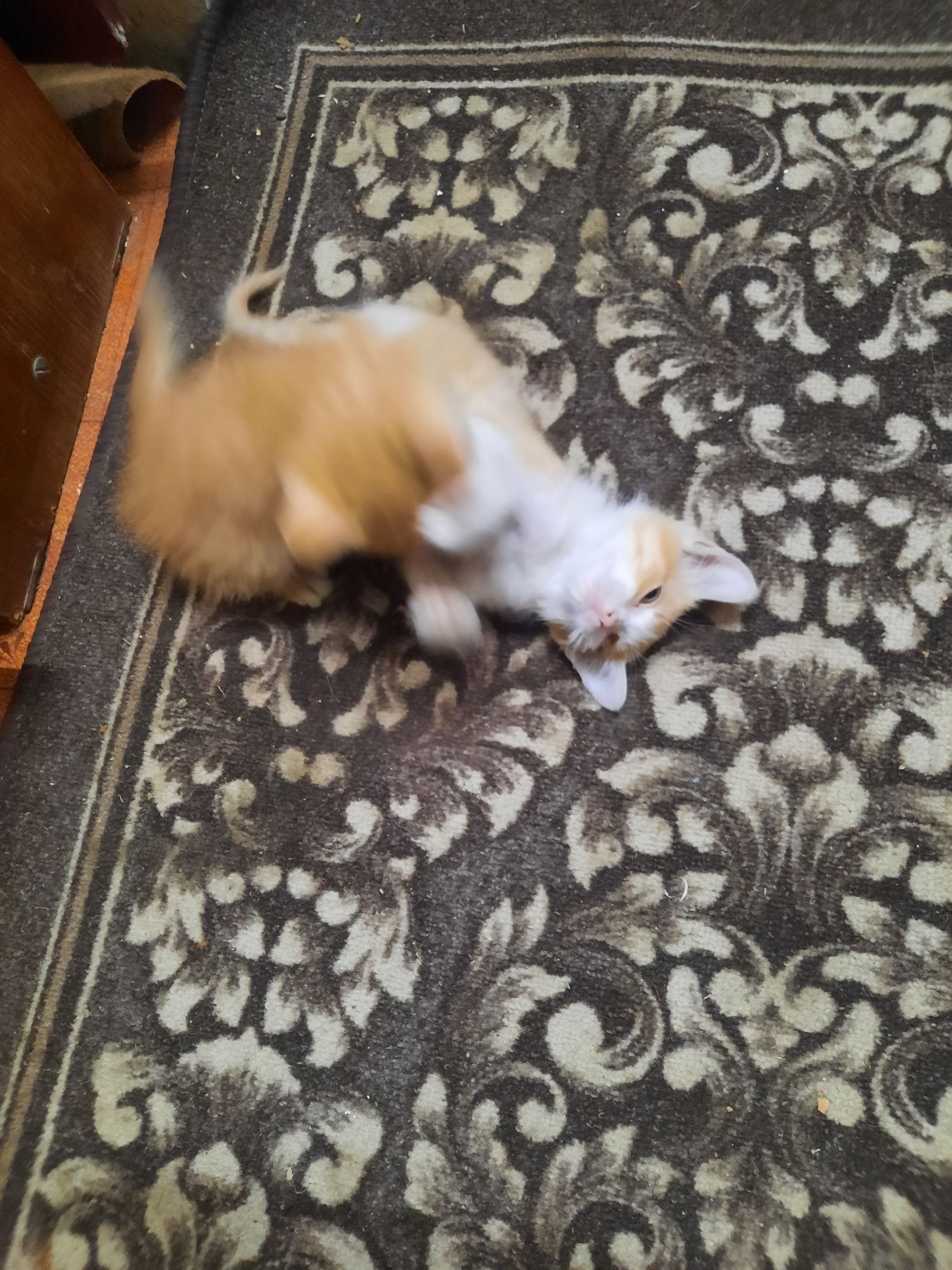 Котята, коты, домашние животные