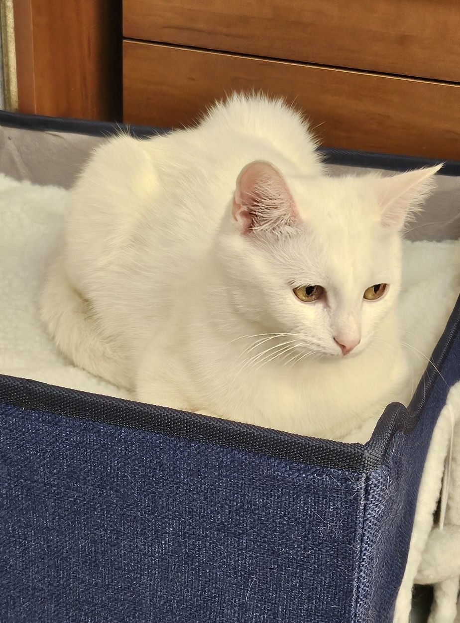 Котёнок подросток ищет дом