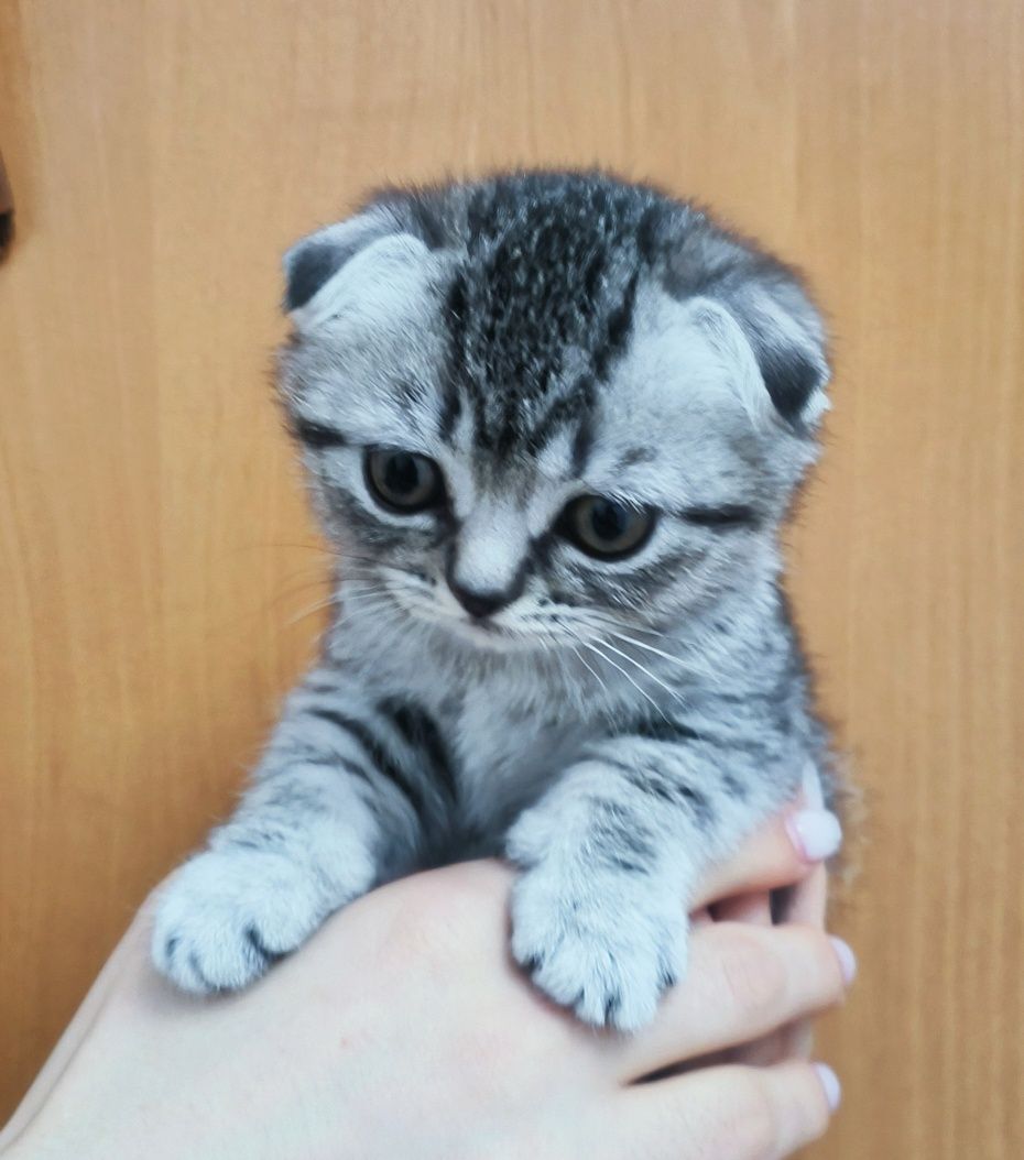 Милые шотландские скоттиш-фолд котята