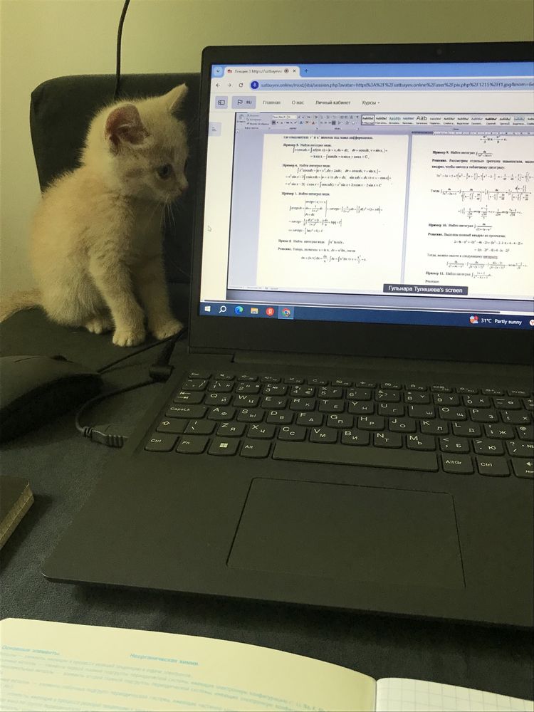 котенок,кошка,мысык,мысық