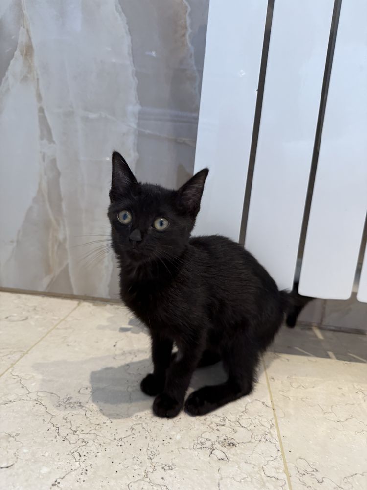 Котенок девочка,  2 месяца