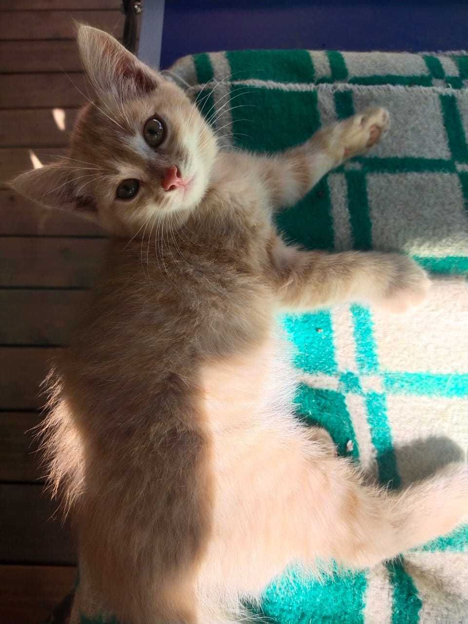 Котята бесплатно трёх цветные. Говорят к счастью.
