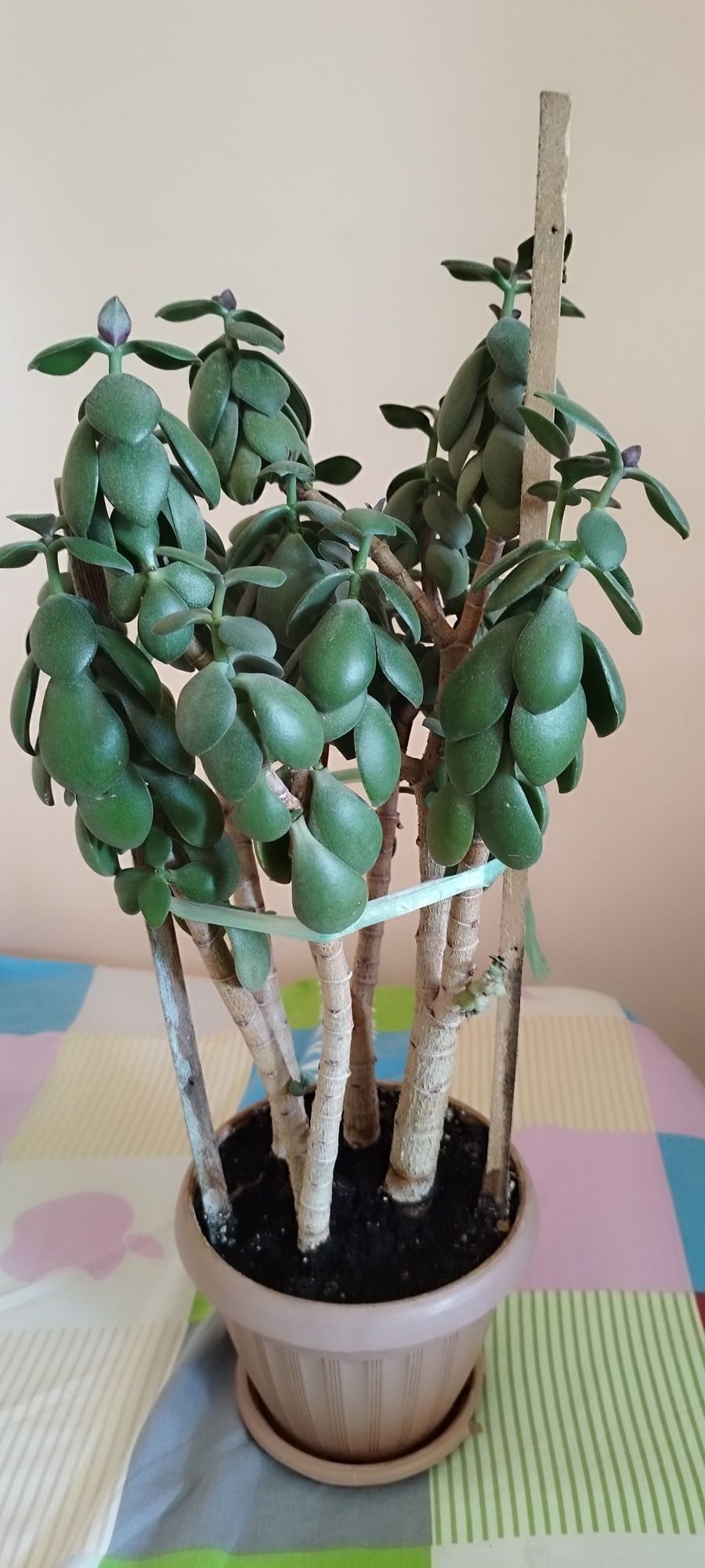 Продам комнатные цветы