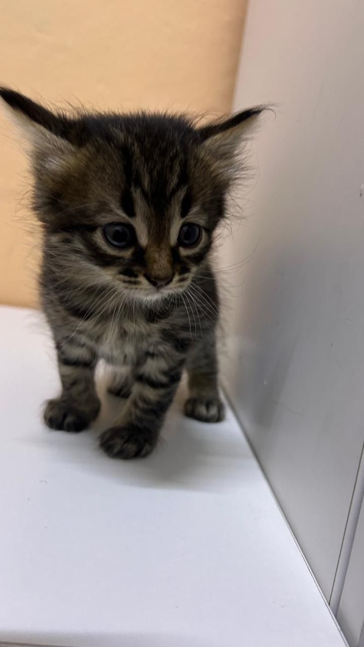 Котята ищут дом!