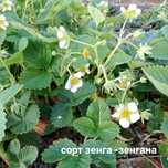 Саженцы клубники,малины ,сирень ,шиповник +бонусы хорошему .клиенту