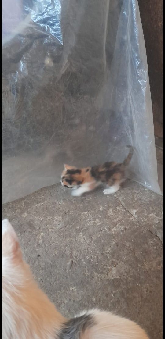 Котята бесплатно