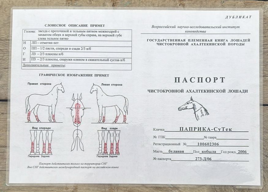 Ахалтекинская чистокровная кобыла, бие, лошадь, СРОЧНО