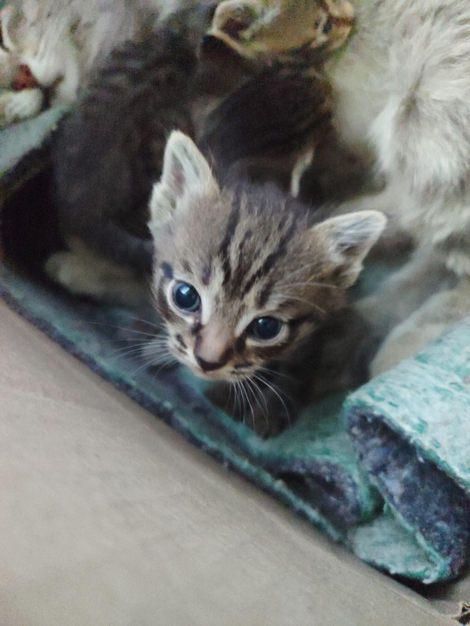 Отдам Бесплатно Новорожденных Котят