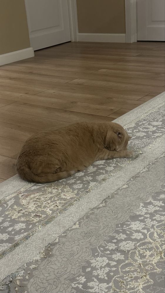Отдам кота в хорошие руки