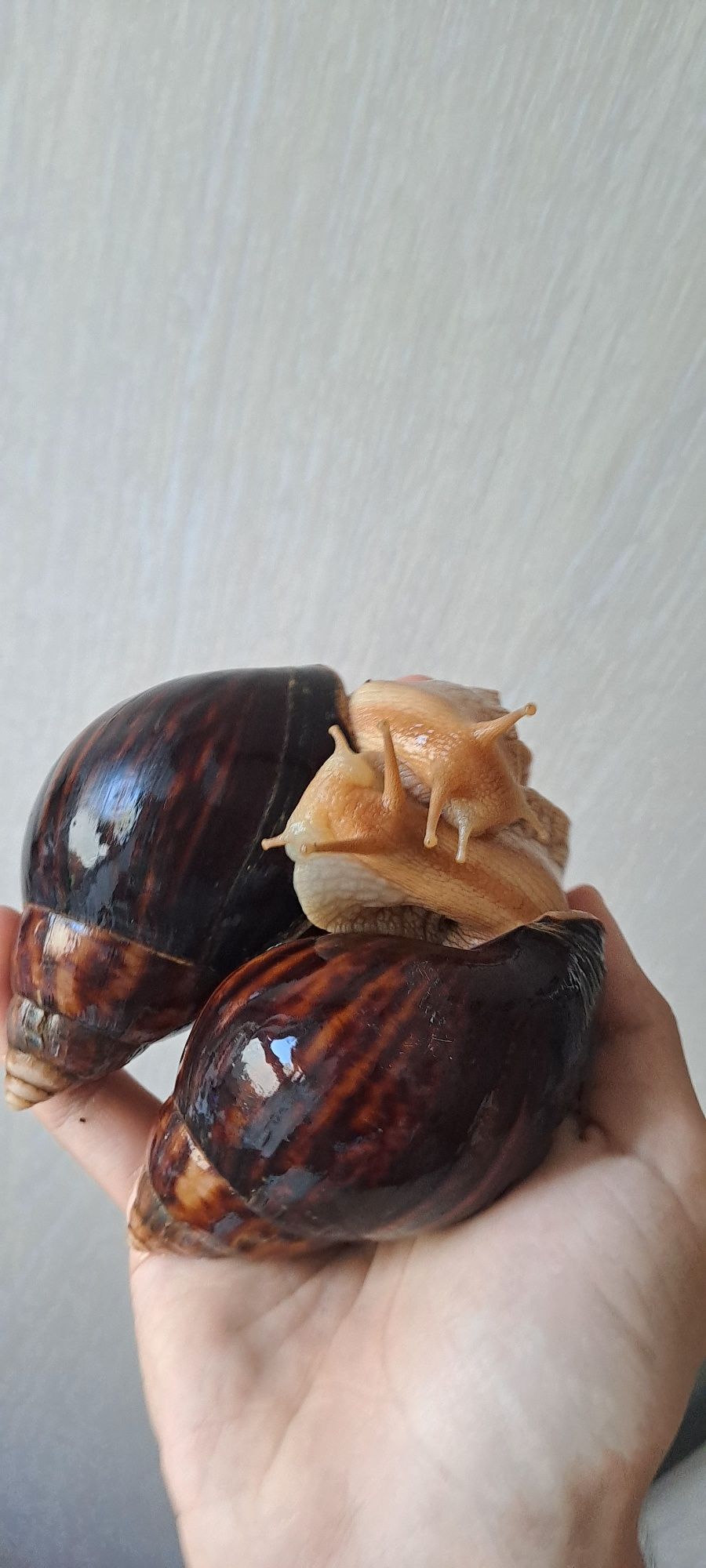 Улитки Ахатины малыши