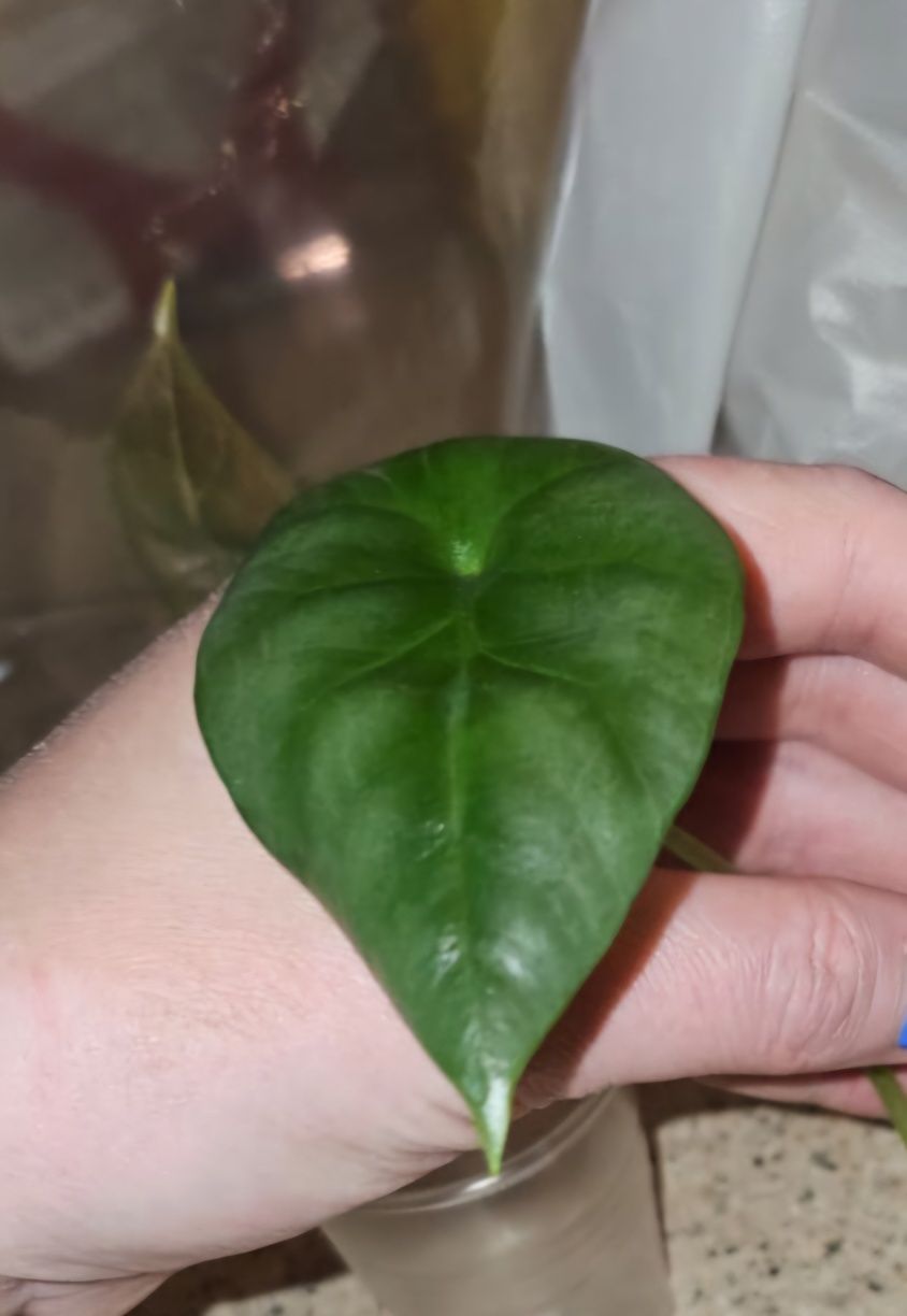 Детки алоказии синуата (Sinuata)