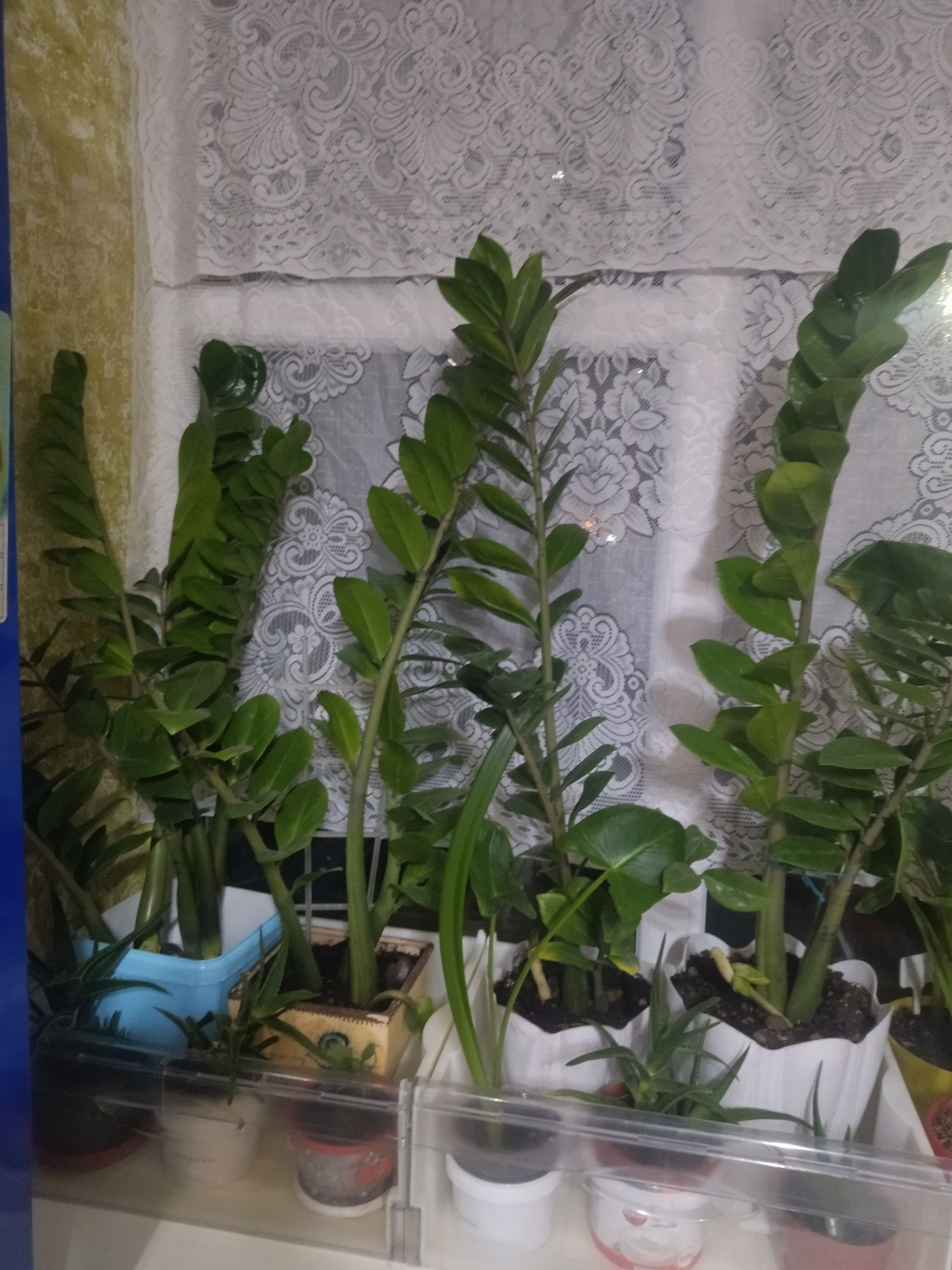 Продам разные комнатные цветы