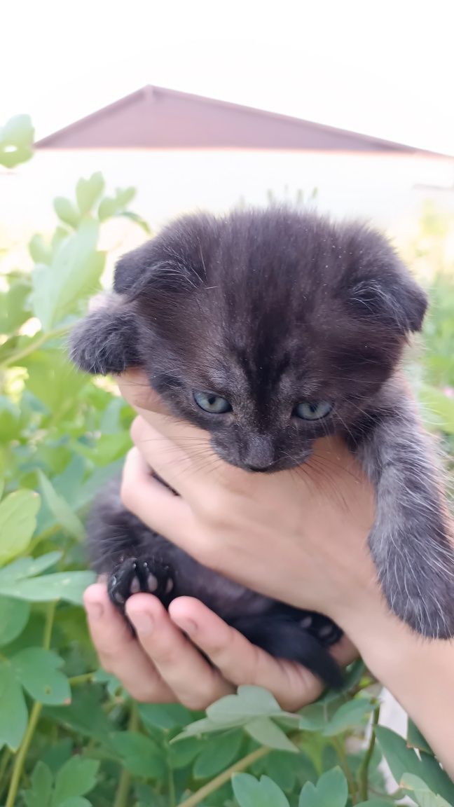 Вислоухие Котята в добрые руки