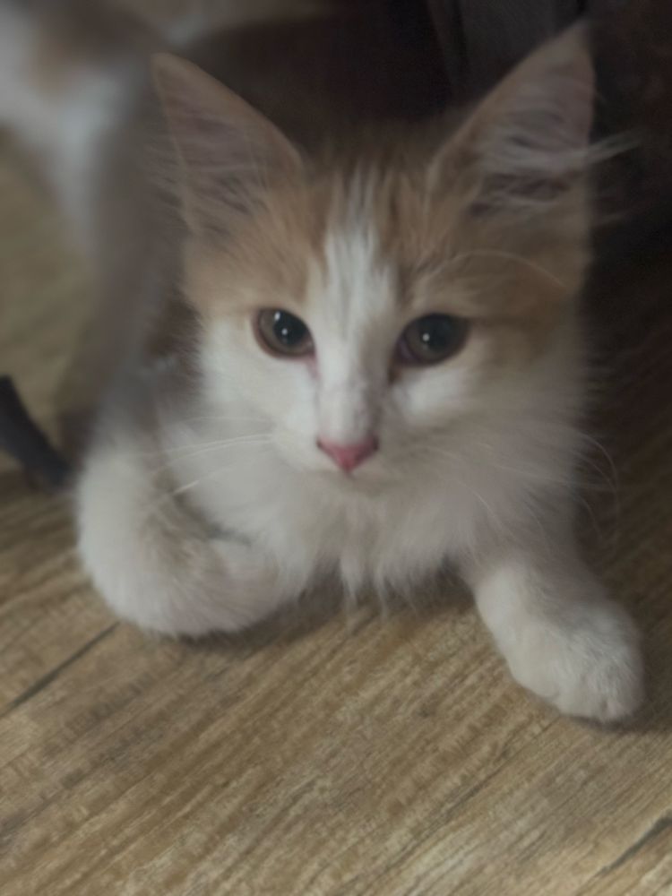 Отдадим котят заботливым хозяевам
