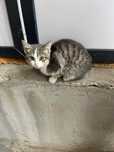 Котёнок, 3-5 месяцев
