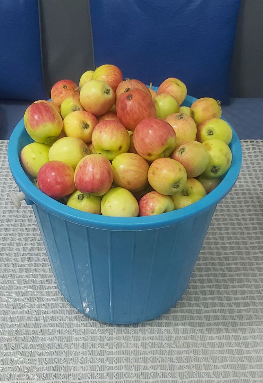 Яблочки дачные Уралка