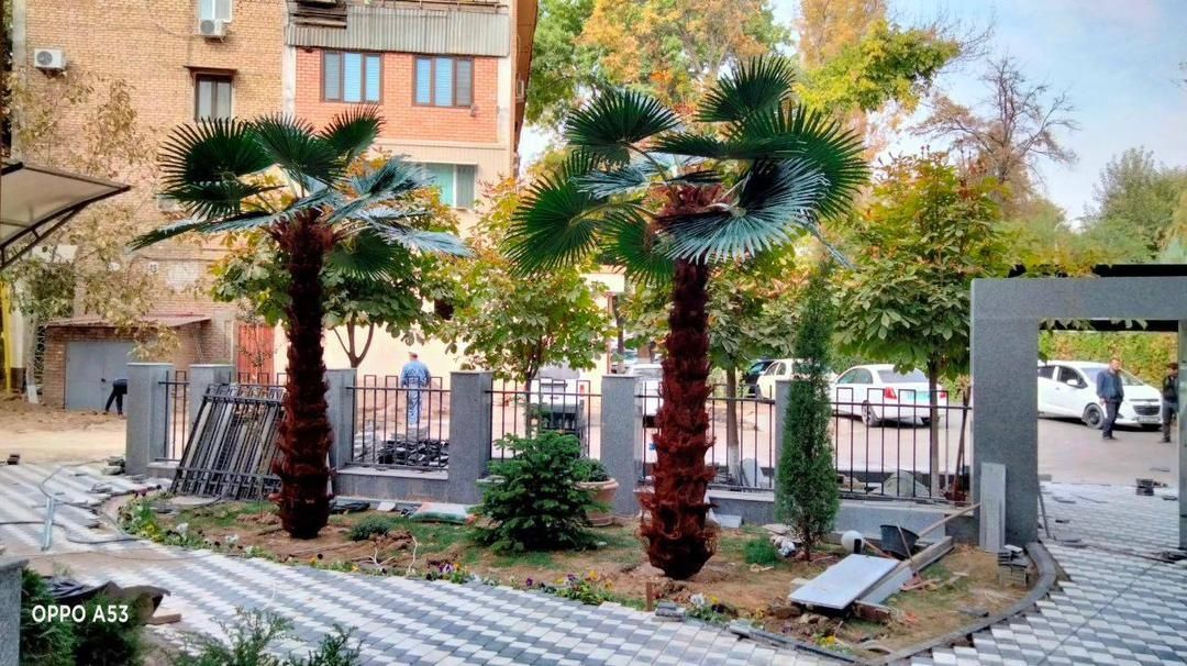 Пальма,Пальма искусственный Новый дизайн в Казахстане