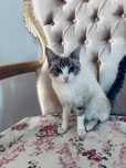Сиамская кошка
