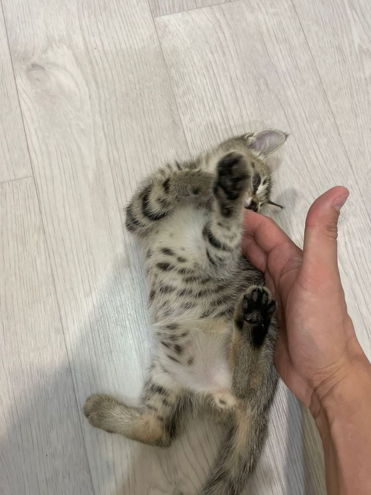 Котята два месяца